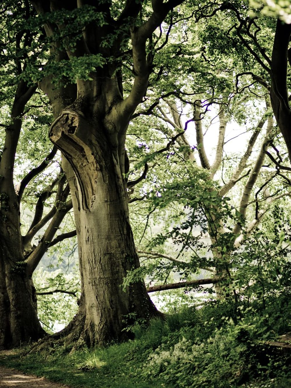 An ancient beech tree in old woodland – Woodland