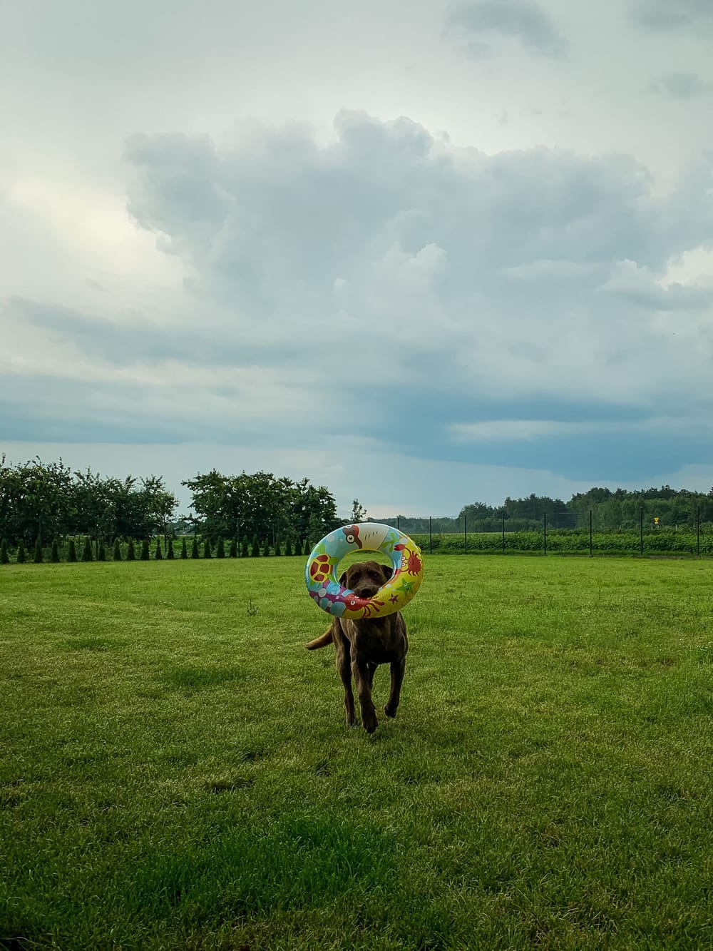 A dog running across an open field – Dog-friendly grounds